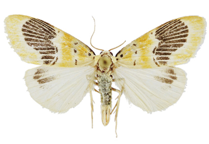 $publishedArticle->coverImageAltText