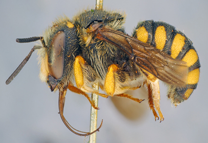 $publishedArticle->coverImageAltText