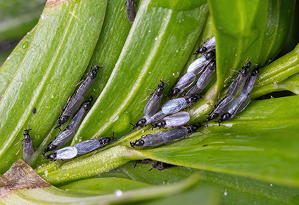 $publishedArticle->coverImageAltText