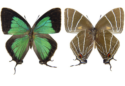 $publishedArticle->coverImageAltText