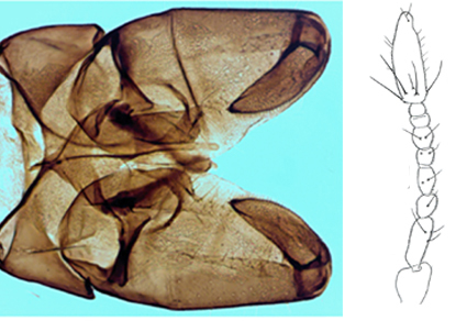 $publishedArticle->coverImageAltText