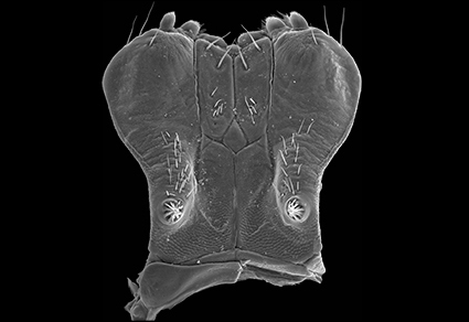 $publishedArticle->coverImageAltText