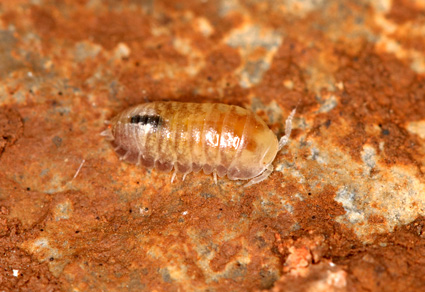 $publishedArticle->coverImageAltText