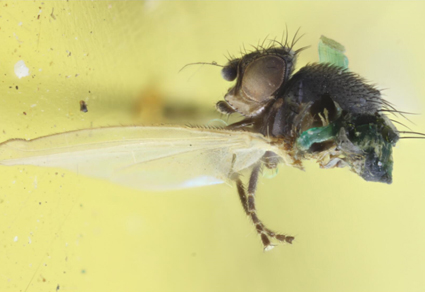 $publishedArticle->coverImageAltText