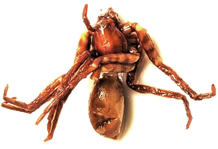 $publishedArticle->coverImageAltText