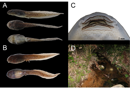 $publishedArticle->coverImageAltText