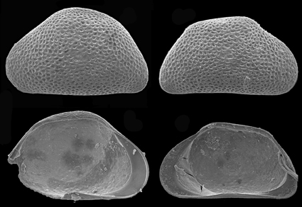 $publishedArticle->coverImageAltText