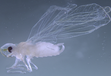 $publishedArticle->coverImageAltText