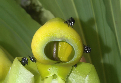 $publishedArticle->coverImageAltText