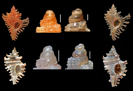 $publishedArticle->coverImageAltText