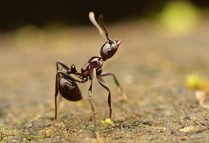 $publishedArticle->coverImageAltText