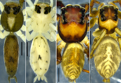 $publishedArticle->coverImageAltText