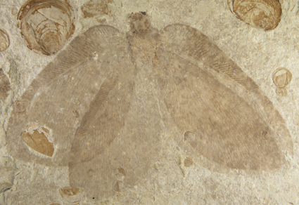 $publishedArticle->coverImageAltText