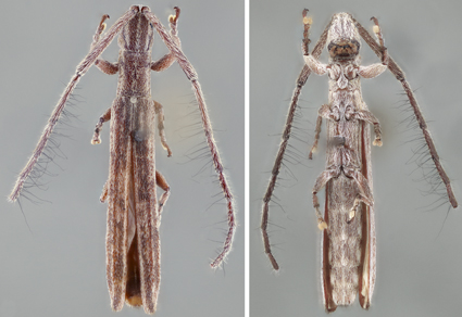 $publishedArticle->coverImageAltText