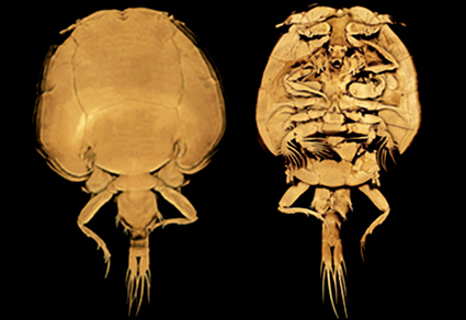 $publishedArticle->coverImageAltText