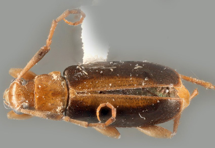 $publishedArticle->coverImageAltText