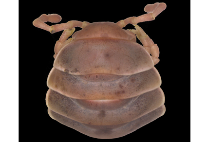 $publishedArticle->coverImageAltText