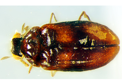 $publishedArticle->coverImageAltText