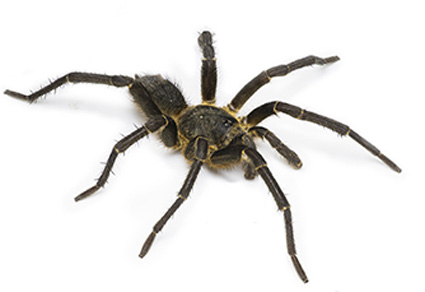 $publishedArticle->coverImageAltText