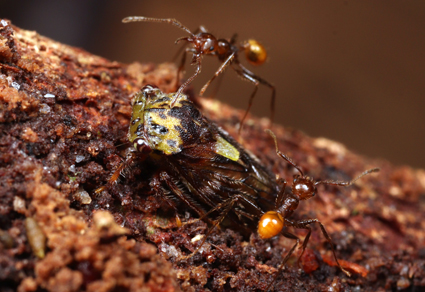 $publishedArticle->coverImageAltText