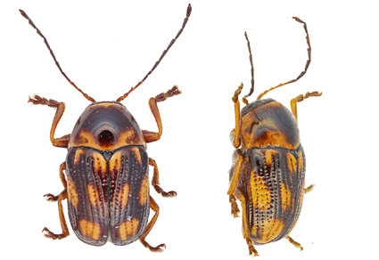 $publishedArticle->coverImageAltText