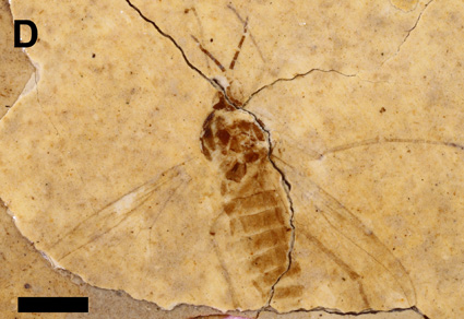 $publishedArticle->coverImageAltText