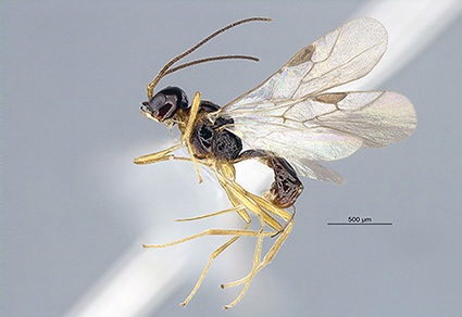 $publishedArticle->coverImageAltText