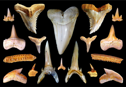 $publishedArticle->coverImageAltText