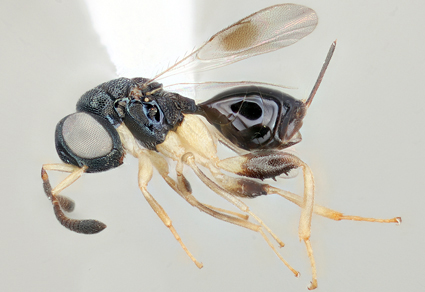 $publishedArticle->coverImageAltText