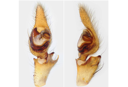 $publishedArticle->coverImageAltText