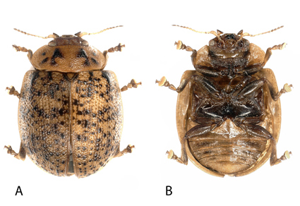 $publishedArticle->coverImageAltText