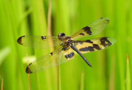 $publishedArticle->coverImageAltText