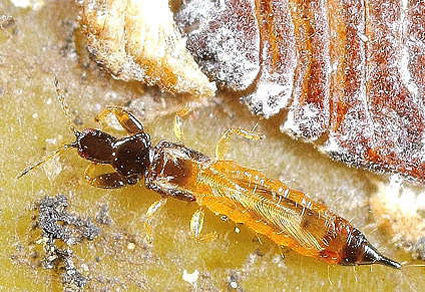 $publishedArticle->coverImageAltText