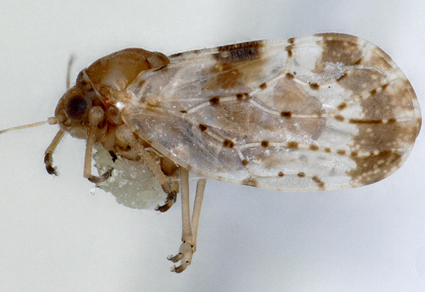 $publishedArticle->coverImageAltText