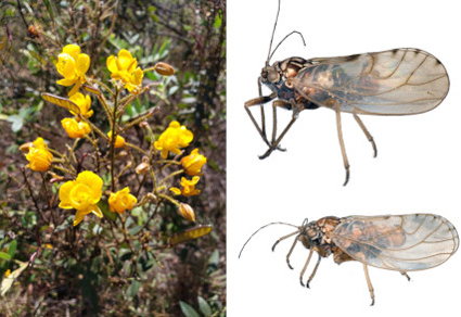 $publishedArticle->coverImageAltText