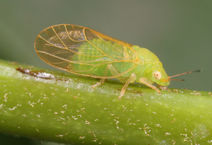 $publishedArticle->coverImageAltText