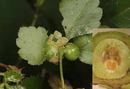 $publishedArticle->coverImageAltText