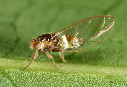 $publishedArticle->coverImageAltText