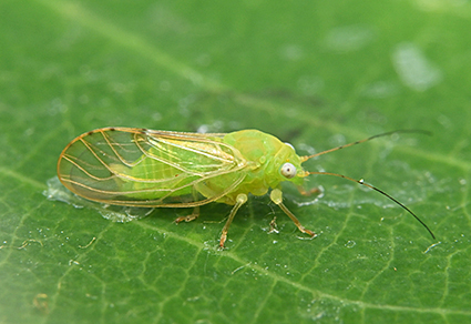 $publishedArticle->coverImageAltText