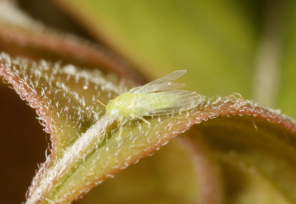 $publishedArticle->coverImageAltText