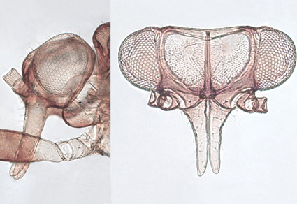 $publishedArticle->coverImageAltText