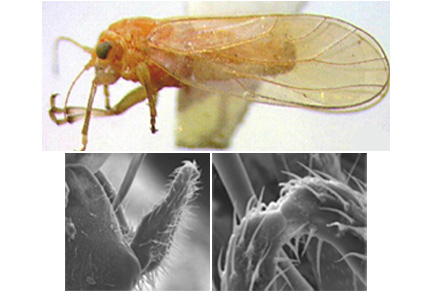 $publishedArticle->coverImageAltText