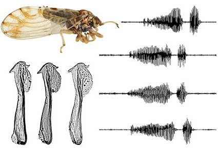 $publishedArticle->coverImageAltText