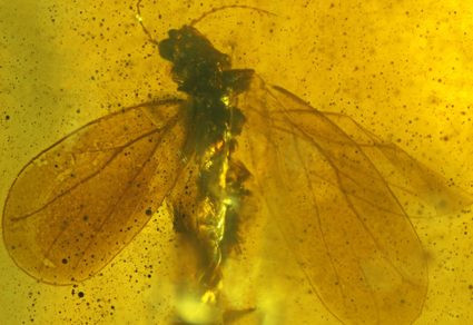 $publishedArticle->coverImageAltText