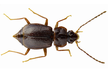 $publishedArticle->coverImageAltText