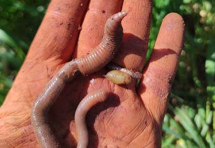 $publishedArticle->coverImageAltText