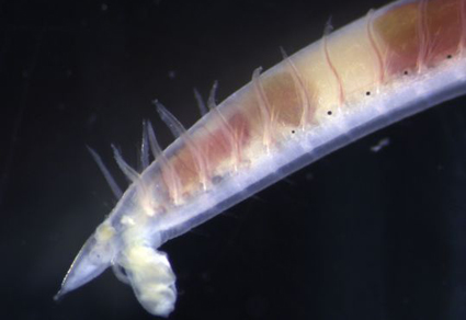 $publishedArticle->coverImageAltText