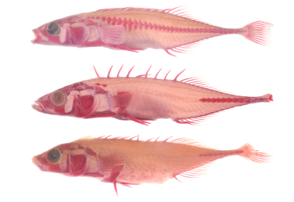 $publishedArticle->coverImageAltText