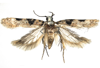 $publishedArticle->coverImageAltText