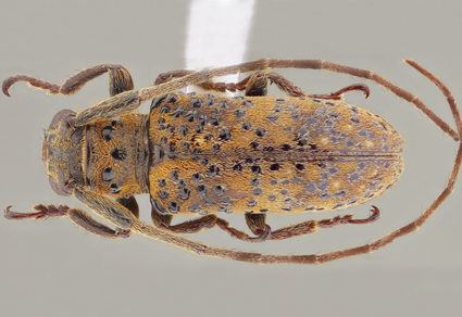 $publishedArticle->coverImageAltText